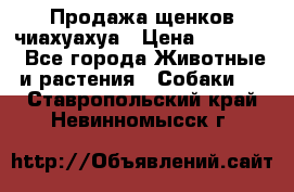 Продажа щенков чиахуахуа › Цена ­ 12 000 - Все города Животные и растения » Собаки   . Ставропольский край,Невинномысск г.